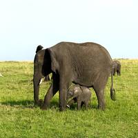 7 dagen Kenia en Tanzania combineren safari: foto van de reiziger #3