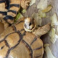 Ägypten: Kairo, Nilkreuzfahrt & Hurghada Entdeckungsreise - 10 Tage Reise-Foto #1