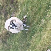 Het wilde Schotland & zijn whisky – een ontdekkingsreis – 8 dagen: foto van de reiziger #2