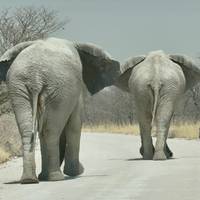 11 Daagse Namibië Duinen, culturen en wildlife safari: foto van de reiziger #3