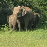Camino soñado de Sri Lanka: foto del viajero #2