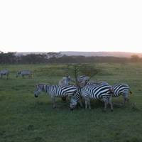 Masai Mara, die Seen &amp; Amboseli-Safari - 7 Tage Reise-Foto #1