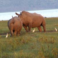 Masai Mara, die Seen &amp; Amboseli-Safari - 7 Tage Reise-Foto #2