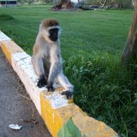 Masai Mara, die Seen &amp; Amboseli-Safari - 7 Tage Reise-Foto #3