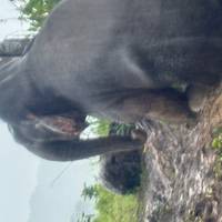 Classic Borneo traveler photo #1