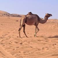 Avontuur in Oman: foto van de reiziger #2