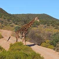 CAPE TOWN &amp; BEYOND Tour met chauffeur:  6 Dagen: foto van de reiziger #2