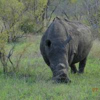 Manyeleti Game Reserve Safari 3 Tage Reise-Foto #3