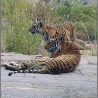 Rajasthan Wildlife &amp; Heritage Tour with Taj 16 jours | 15 nuits traveler photo #2