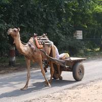 Rajasthan Wildlife &amp; Heritage Tour with Taj 16 jours | 15 nuits traveler photo #3