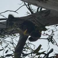 Isla Canguro 2 días 1 noche Aventura de Vida Salvaje en grupo pequeño: foto del viajero #1