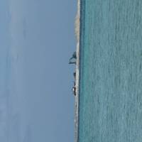 ¡Excursión en grupo a las Maldivas! Tiburones ballena, mantarrayas, naufragio y visita a un complejo turístico: foto del viajero #1