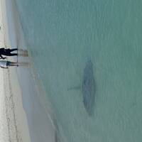 ¡Excursión en grupo a las Maldivas! Tiburones ballena, mantarrayas, naufragio y visita a un complejo turístico: foto del viajero #2
