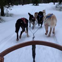 Geschichten aus Lappland und dem gläsernen Iglu Reise-Foto #3