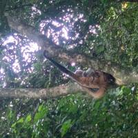 Photo de voyageur Le meilleur du Costa Rica (activités incluses et hôtels de catégorie supérieure) #2