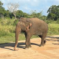 Grand Tour Sri Lanka Reise-Foto #1