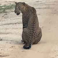 Grand Tour Sri Lanka Reise-Foto #3