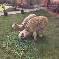 Inca Adventures – 7 Days (Lima, Paracas, Ica, Cusco, Machu Picchu & Rainbow Mountain) – With Domestic Flights traveler photo #1