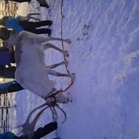 For families: Visit to Santa traveler photo #3