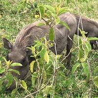 Tansania: Big Five Safari Reise-Foto #3