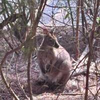 Famous 5 - Circuito de 5 días por Tasmania: foto del viajero #3