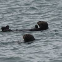 Alaska Adventure - 20 Days traveler photo #1