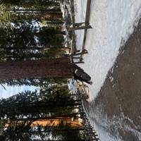 Excursión a Yosemite y secuoyas gigantes: foto del viajero #1