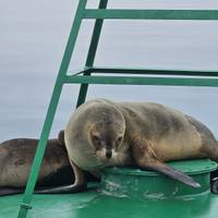 Inca Avonturen - 7 Dagen (Lima, Paracas, Ica, Cusco, Machu Picchu &amp; Regenboogberg) - Met Binnenlandse Vluchten: foto van de reiziger #2