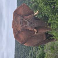 Abenteuer Garden Route & Addo Gruppe (6 Tage) Reise-Foto #1