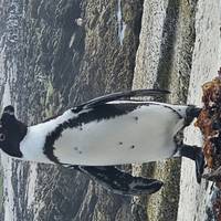 Abenteuer Garden Route & Addo Gruppe (6 Tage) Reise-Foto #2