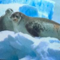 Photo de voyageur Antarctique classique #2