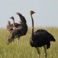 Wildlife-safari in Kenia: foto van de reiziger #1