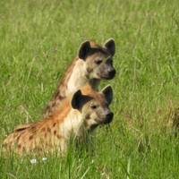 Wildlife-safari in Kenia: foto van de reiziger #2