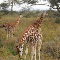 Wildlife-safari in Kenia: foto van de reiziger #3