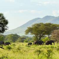 Klassieke Big Five-safari in Tanzania – duurzame reisbenadering: foto van de reiziger #1