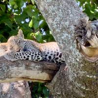 Klassieke Big Five-safari in Tanzania – duurzame reisbenadering: foto van de reiziger #2