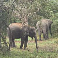 Camino soñado de Sri Lanka: foto del viajero #3