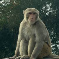 Taj Mahal Overnight Tour From New Delhi By Car traveler photo #1