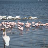 Safari combinado de 15 días en Kenia y Tanzania: foto del viajero #3