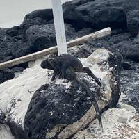 De isla en isla por los Galápagos en Santa Cruz e Isabela - 10 días: foto del viajero #1