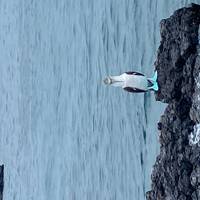 De isla en isla por los Galápagos en Santa Cruz e Isabela - 10 días: foto del viajero #2