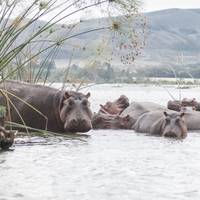 Kenya Wildlife Safari traveler photo #1