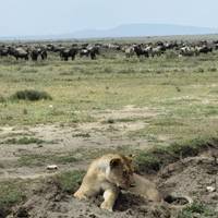Photo de voyageur Safari classique Big Five en Tanzanie **Approche de voyage durable #1