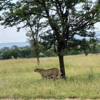 Photo de voyageur Safari classique Big Five en Tanzanie **Approche de voyage durable #3