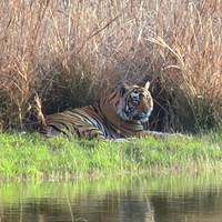 Gouden Driehoek Tour met Koninklijke Kastelen en Tijgersafari: foto van de reiziger #2