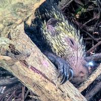 Klassiek Costa Rica: foto van de reiziger #1