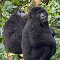 Excursión de 2 días a los gorilas de Uganda vía Kigali: foto del viajero #3