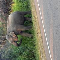 Splendour Of Sri Lanka 7 Tage Reise-Foto #1