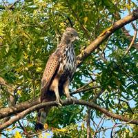 Splendour Of Sri Lanka 7 Tage Reise-Foto #2