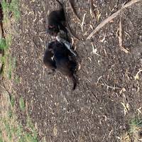 Wildes Tasmanien - 4 Tage Reise-Foto #2